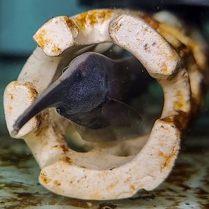 Mendes' Elephantnose Knifefish (Sternarchorhynchus mendesi)