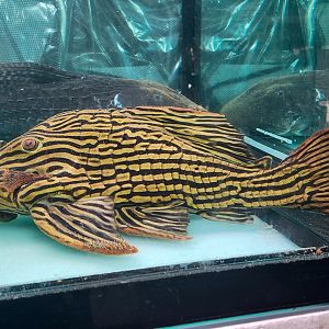 Xingu Royal Pleco, L027B (Panaque armbrusteri)