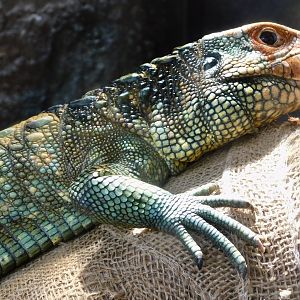 Northern caiman lizard (Dracaena guianensis) June 29, 2025