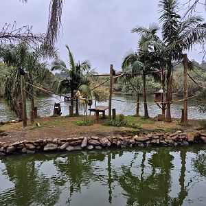 White-whiskered Spider Monkey island