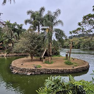 Blonde Capuchin Island