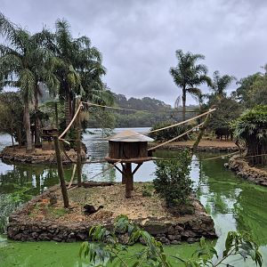Yellow-breasted Capuchin Islands