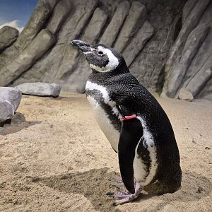 Magellanic penguins