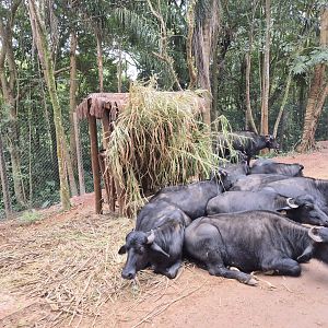 Water Buffalo,  Safari
