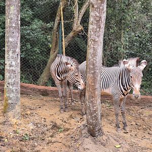 Grevy's Zebra,  Safari