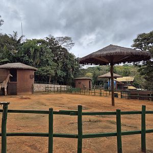 Giraffe exhibit