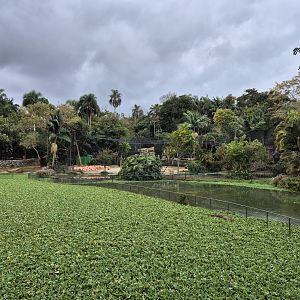 Tapir/ Capibara exhibit
