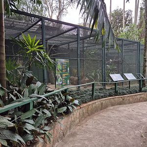 Bird/Buffy-tufted ear Marmoset exhibits