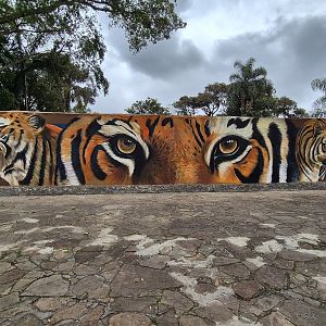 Tiger Murals