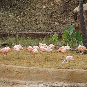 Flamingo exhibit