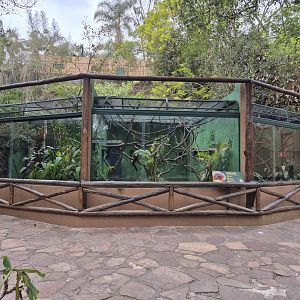 3 species of Lion Tamarin next to each other