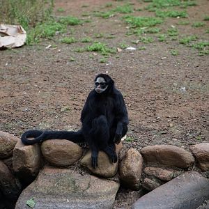White-whiskered Spider Monkey