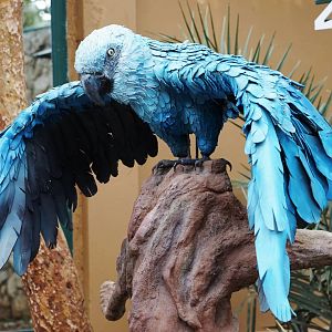 Spix’s Macaw statue