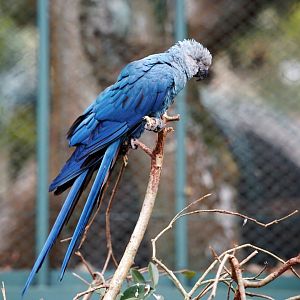 Spix’s Macaw