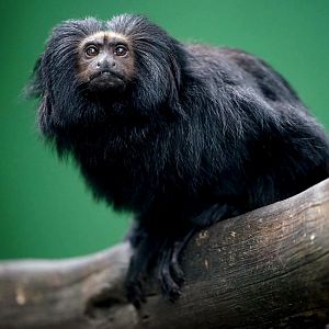 Black Tamarin