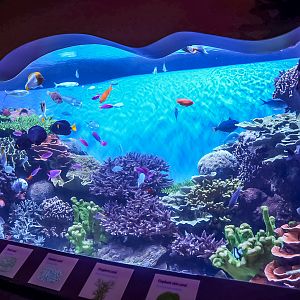 Stony Coral Reef exhibit (final look)