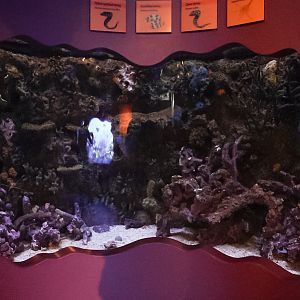 Moray Eels exhibit (final look)