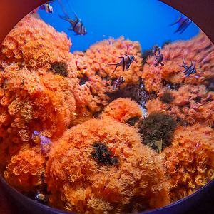 Sun Coral Bubble Tank (final look)