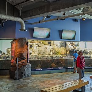 African Penguin exhibit (final look)