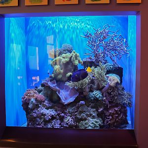 Giant Clams tank (final look)