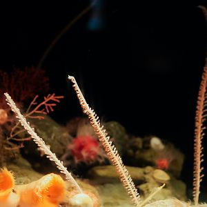 Tall Sea Pens & Halipteris Sea Pens
