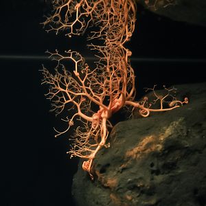 Basket Star