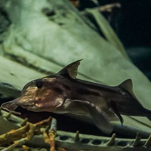 Australian Ghost Shark