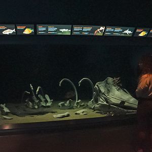 "The Whalefall" Tank (Into the Deep)