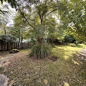 Galapagos Giant Tortoise Outdoor Exhibit