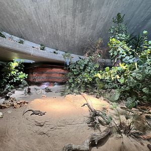 Exuma Island Iguana Exhibit