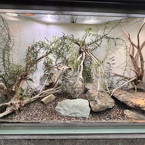 Short-headed Day Gecko (Phelsuma breviceps) Terrarium