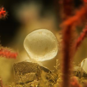 Deep-Sea Brachiopods