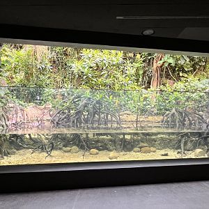 Riverbank of the Western Ghats (India)