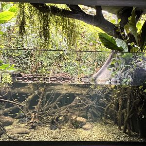 Rivers in Madagascar (Former Electric Eel Tank)