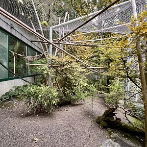 Pileated Gibbon Outdoor Exhibit