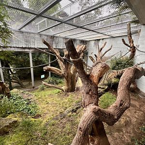 Gorilla “Outdoor” Exhibit