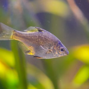 Dwarf Perch