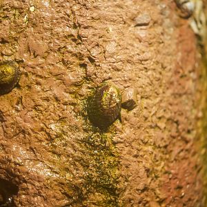 Owl Limpets