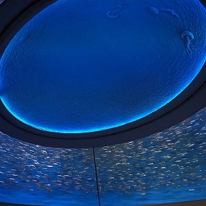 Sardine Ring (Open Sea entrance)