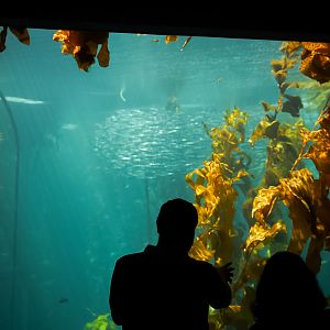 Kelp Forest Tank (second floor viewing)