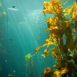 Kelp Forest Tank (second floor viewing)