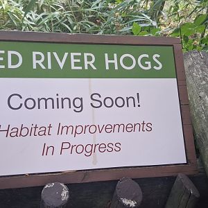 Red river hogs coming soon to the cincinnati zoo