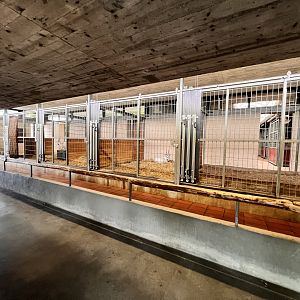 Arabian Oryx Indoor Exhibit