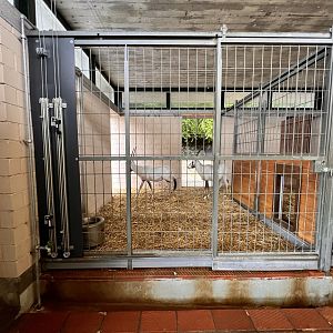 Arabian Oryx Indoor Exhibit