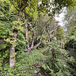 Himalayan Red Panda Exhibit