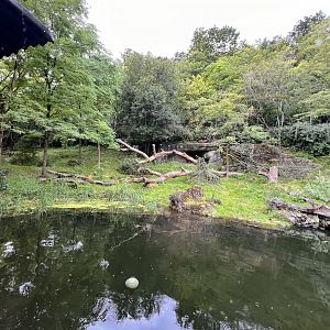 Panthera- Arid Forest