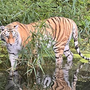 Siberian Tiger (Panthera tigris altaica)