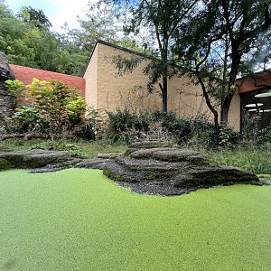 Panthera- Arid Forest Secondary Exhibit