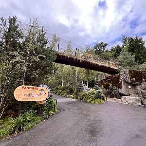 Panthera- “Cat Walk”