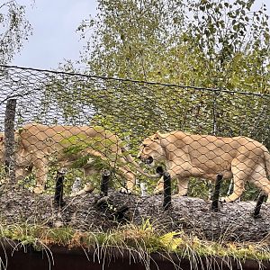 Asiatic Lions on the “Cat Walk”